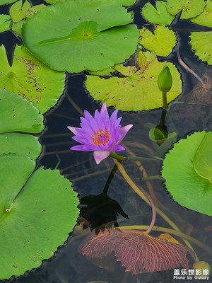 【盛夏時光】＋東莞人民公園