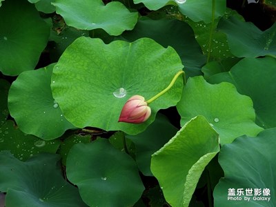 池塘里的荷花終于開了。