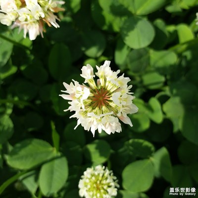 【盛夏時(shí)光】+小花