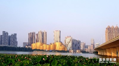 湖水荷花