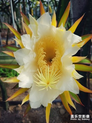 [與世界相遇]+花的心藏在蕊中