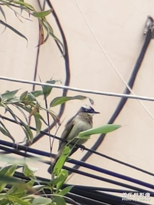 【與世界相遇】小鳥