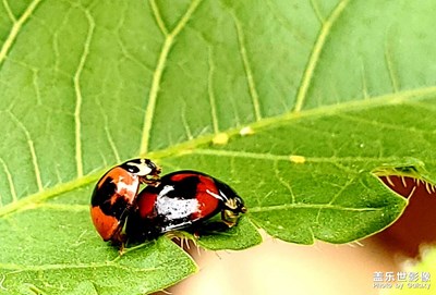 我的蟲蟲系列之二。