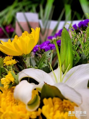 [生活志]+隨拍的花兒