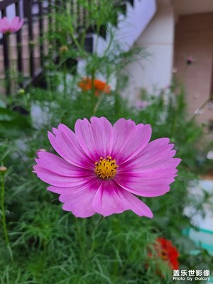 家里的小花臺(tái)