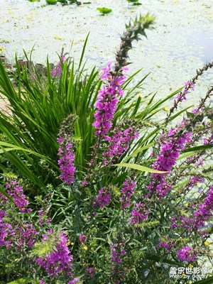 【記錄此刻】+花花草草