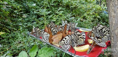 臨沂之行之蝴蝶谷 Galaxy S9+