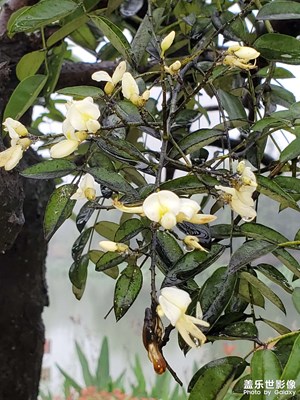 槐花