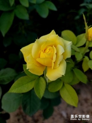 【記錄此刻】+路邊花草