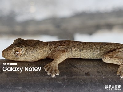 家里來了位不速之客。