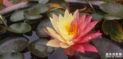 【生活隨手拍】＋精彩綻放