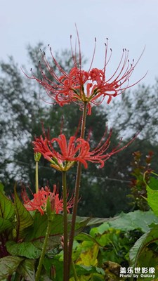 彼岸花開(kāi)開(kāi)兩岸，花葉永不相見(jiàn)