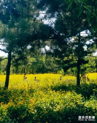 【發(fā)現(xiàn)生活發(fā)現(xiàn)美】林蔭小道