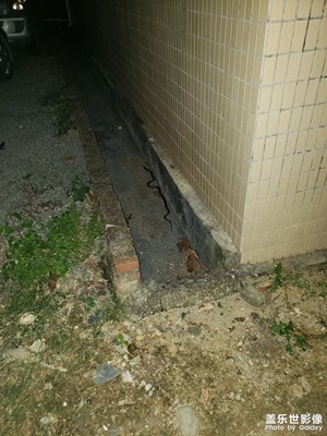 【身邊小景】＋ 腳下溜過(guò)一條??