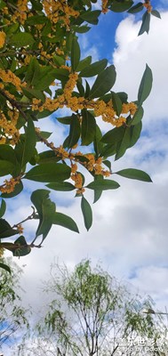 三星note10＋所見(jiàn)所聞