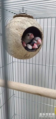 逗逗鳥，練練琴，天天好心情