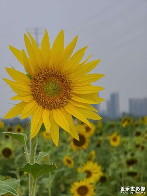 【美好速記】葵花的期盼