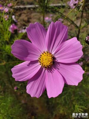 試試我的s10+的拍照！