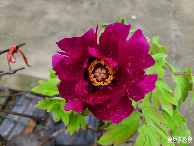 逆境開(kāi)放的牡丹花