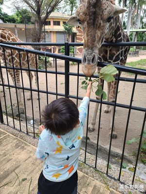 【假日麗影】+國(guó)慶（兒童）節(jié)動(dòng)物園游記