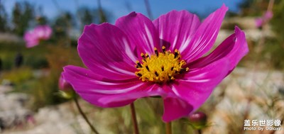 秋天的隨手拍，花季過去前的留影