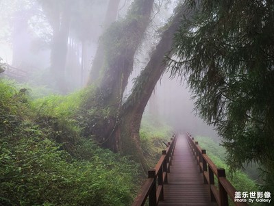 2020/09 雲(yún)裡霧裡阿里山