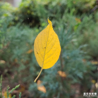 一葉知秋