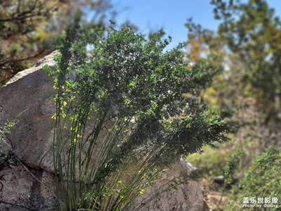 盤山行 獻(xiàn)丑