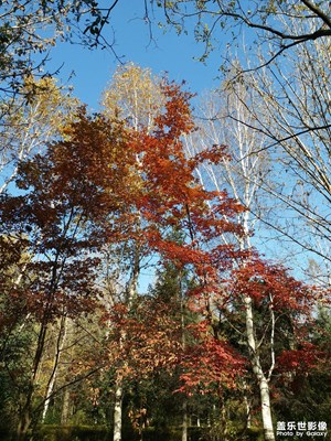 【多彩深秋】+秋日的公園