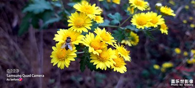菊花