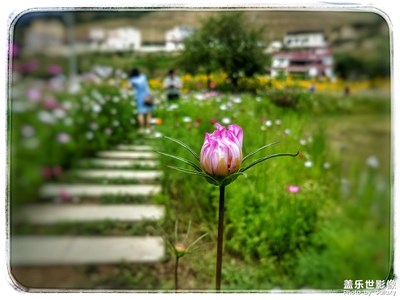 花苞：生長(zhǎng)的孕育