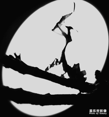 幽靈螳螂
