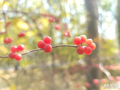 紅果果