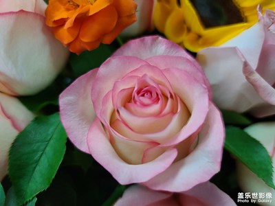 沒(méi)事倒騰花花草草