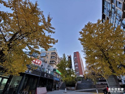 【Note20 ultra】社區(qū)里的美麗銀杏