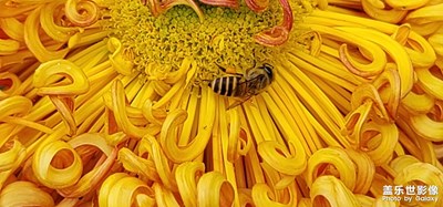 【身邊的美好】菊展