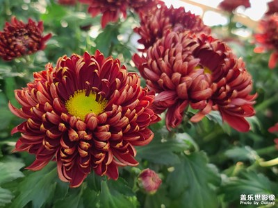 【身邊的美好】+西湖公園菊花展