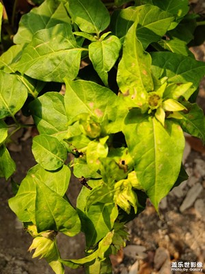 【色彩】綠樹落葉??