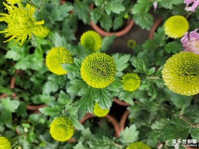 【色彩】+秋日賞菊