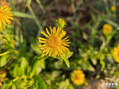 公園隨手