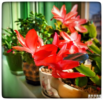 艷陽(yáng)下的涅槃