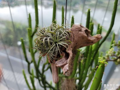 番禺早晨，今天大霧