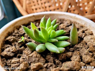多肉肉植物