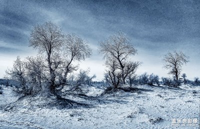 頑強(qiáng)的生命