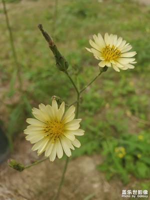 s10e確實還能再戰(zhàn)