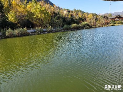 銀杏之鄉(xiāng)！