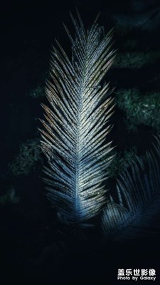 逼瘋密集恐懼癥的照片