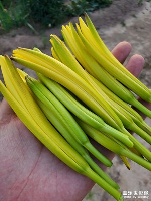 黃花菜又叫什么名呢？