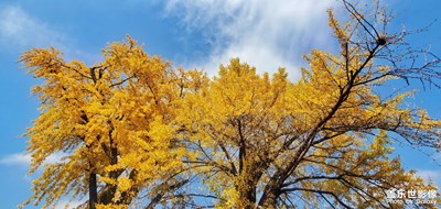 【難忘2020】＋抓住秋天的尾巴