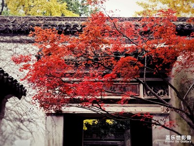 已是冬時 滿園秋意